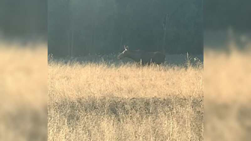 Die Elchdame in Stolpen am 18. August.