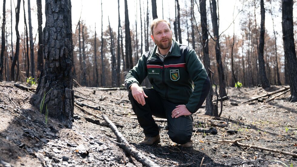 Stefan Müller, Revierförster Zeithain, begutachtet die Brandschäden des Waldbrandes in der Gohrischheide.