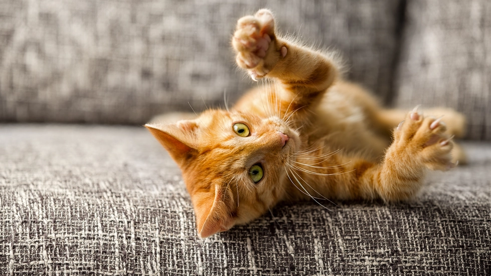 Haustierbesitzer erreichen das Veterinäramt Ende August nur eingeschränkt. (Symbolbild)