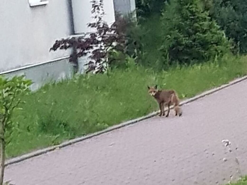 Gesichtet in Klotzsche von Philipp M.