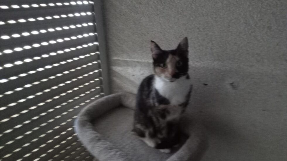 Katze Senta wird in 01069 Dresden vermisst