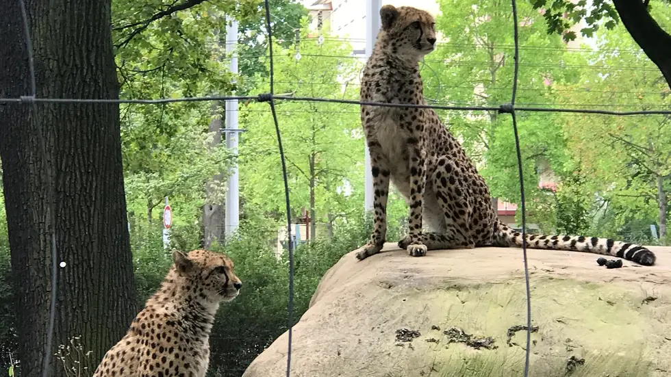 Die beiden neuen Geparden sind jetzt in der Außenanlage zu sehen. Foto: Rocco Reichel