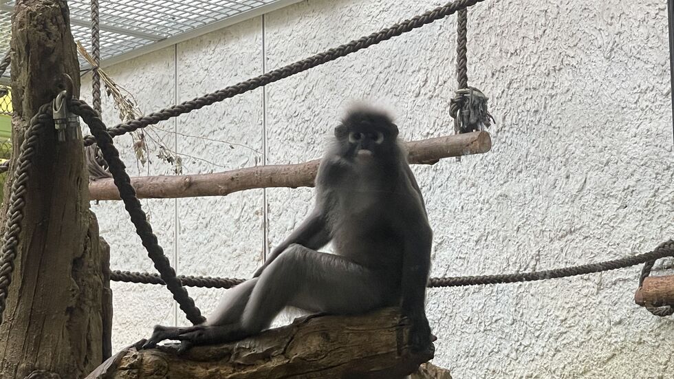 Die Äffchen im Orang-Utan-Haus haben gespannt zugeschaut, wie ihre Mitbewohner gemessen und gewogen werden