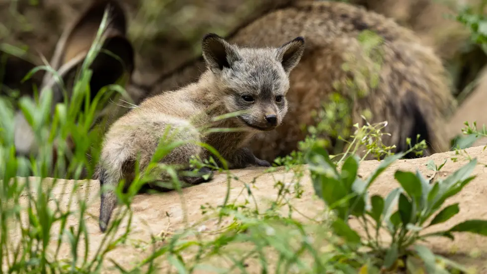 Laut dem Zoo Dresden entwickeln sich die kleinen Löffelhunde prächtig Laut dem Zoo Dresden entwickeln sich die kleinen Löffelhunde prächtig