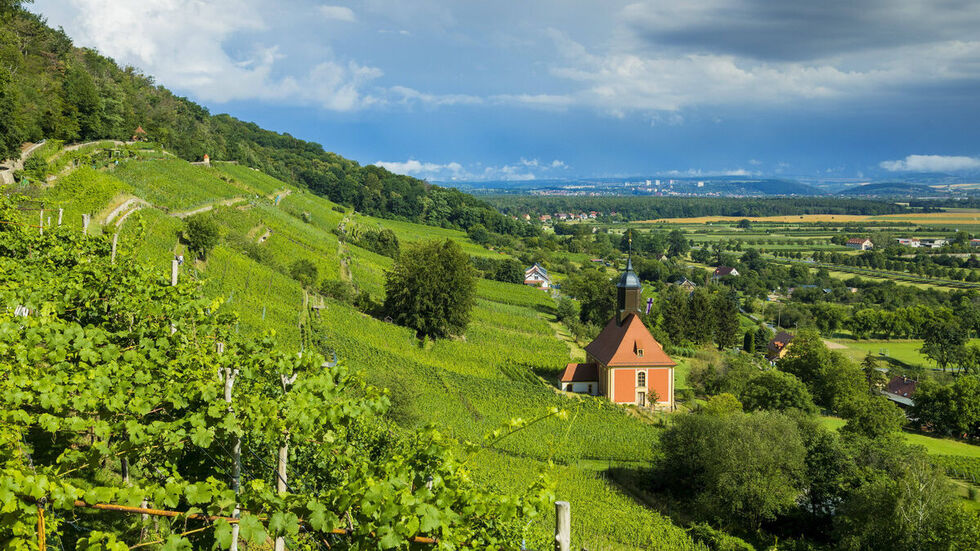 Weinberge wie in Pillnitz sind bei den Touristen sehr beliebt. (Archivbild)