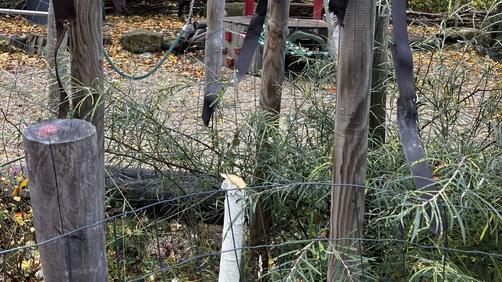 Die beiden jungen Birken wurden erst vor zwei Jahren gepflanzt Die beiden jungen Birken wurden erst vor zwei Jahren gepflanzt