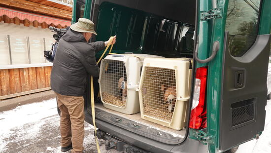 In zwei großen Transportboxen machten sich die Geier auf den Weg.