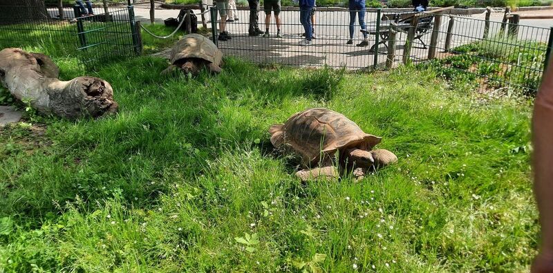 Abs ins Grüne: Die Hugos genießen das saftige Gras.