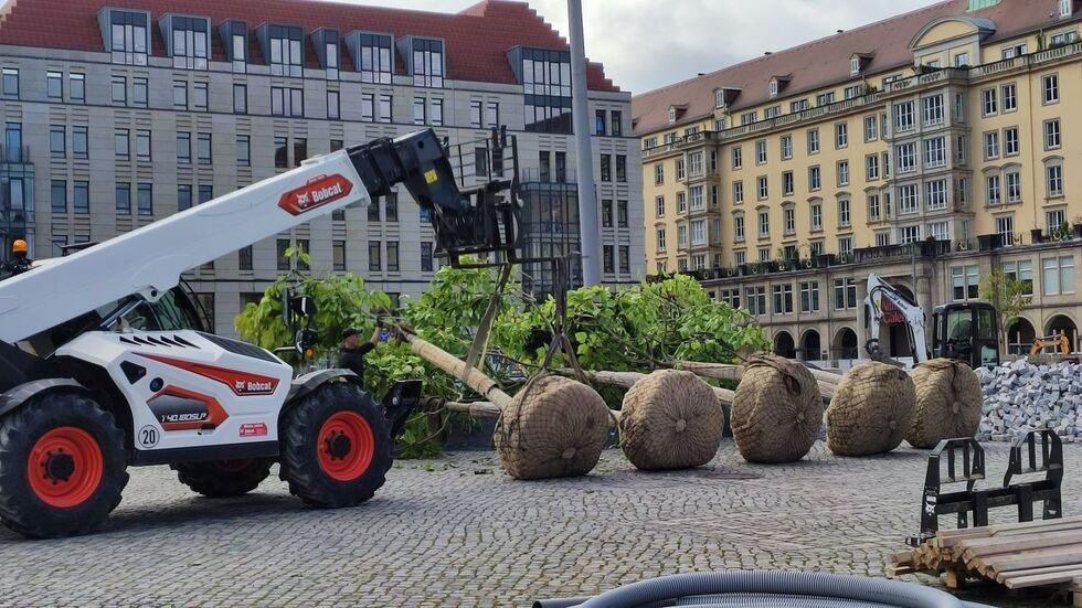 Für den Altmarkt gibt es satte Farbtupfer. Die ersten zehn der insgesamt 20 Trompetenbäume wurden am Mittwoch angeliefert. Für den Altmarkt gibt es satte Farbtupfer. Die ersten zehn der insgesamt 20 Trompetenbäume wurden am Mittwoch angeliefert.