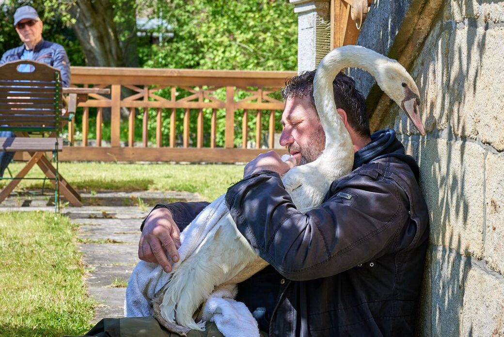 Tierliebe! "Schwanenpapa" und Experte Thomas Eißer mit Schwanhilde