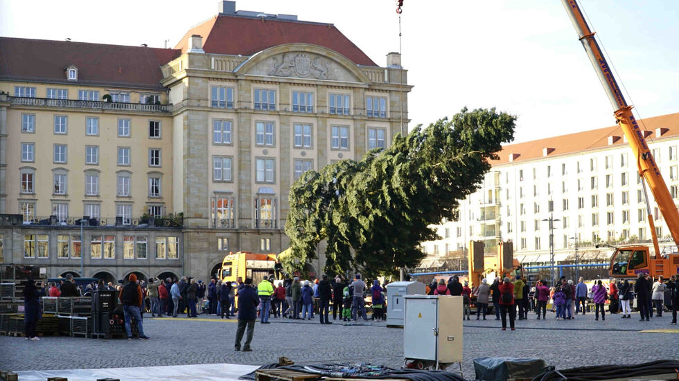Im Jahr 2021 kam die Striezeltanne aus der Lausitz - einen Striezelmarkt gab es allerdings nicht. (Archivbild) Im Jahr 2021 kam die Striezeltanne aus der Lausitz - einen Striezelmarkt gab es allerdings nicht. (Archivbild)