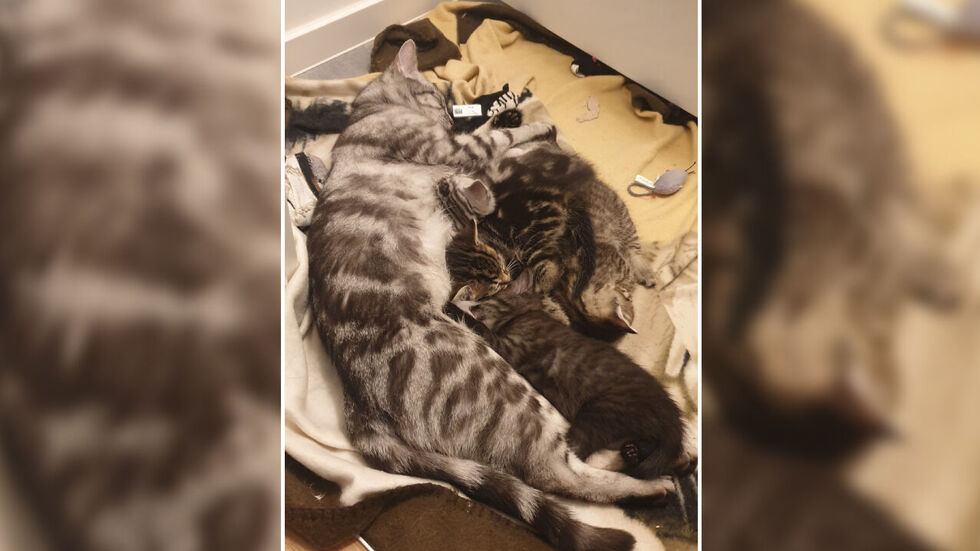 Silva (l.) wird vermisst. Silva (l.) wird vermisst.