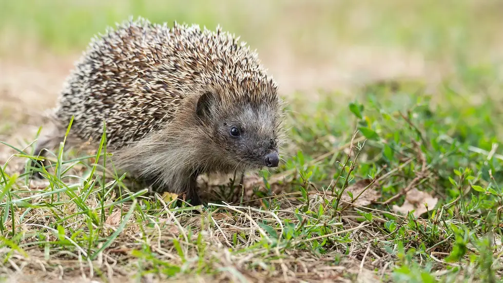 Ein Igel. (Symbolbild)
