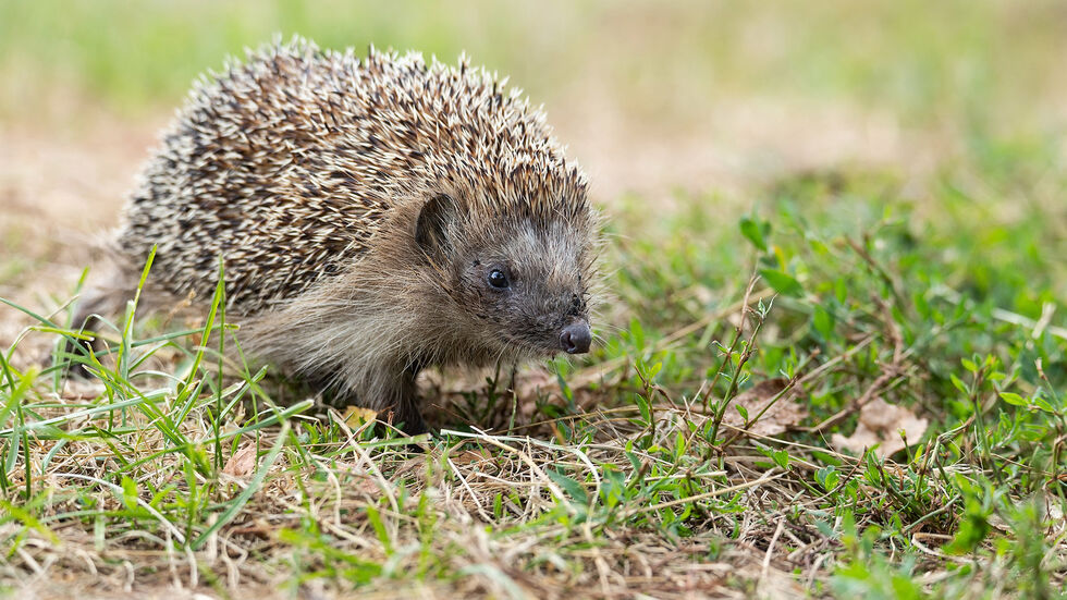 Die kleinen Stacheltiere benötigen in der Dresdner Region immer öfter Hilfe. (Symbolbild)
