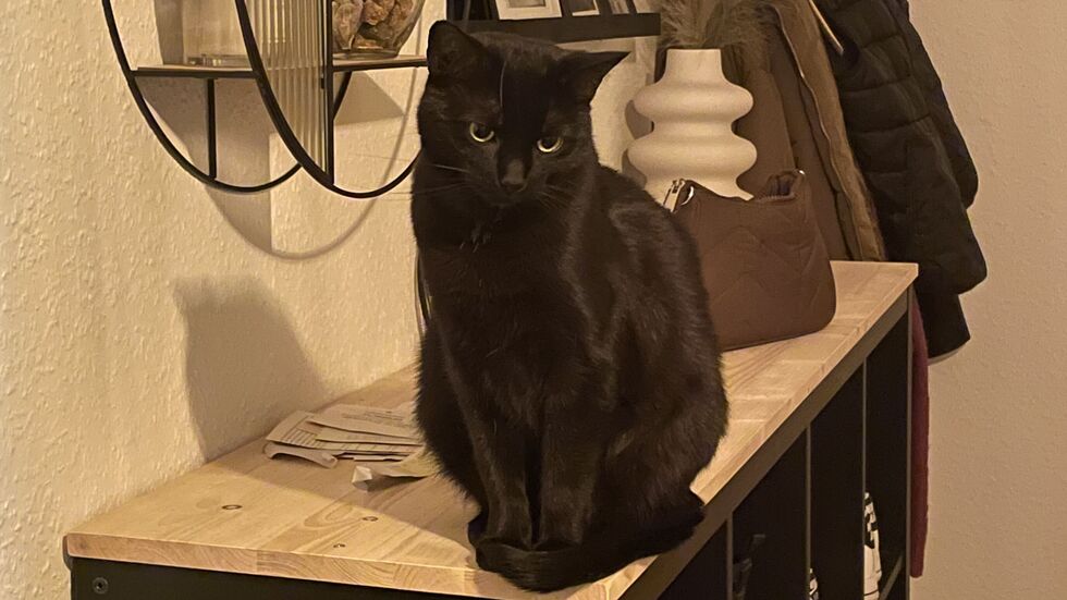 In 01157 Dresden wird Katze Velvet vermisst In 01157 Dresden wird Katze Velvet vermisst