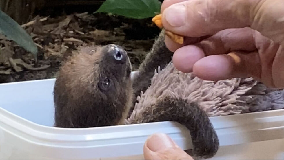 Das kleine Junge wird kurz nach der Geburt noch von Hand von den Tierpflegern gefüttert.