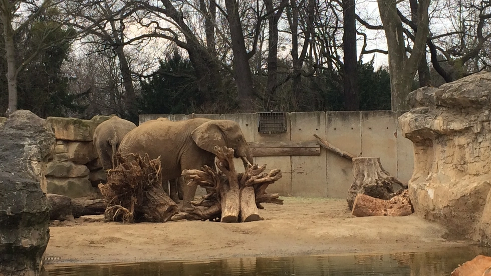 Die Elefanten im Zoo Dresden. Foto: Redaktion