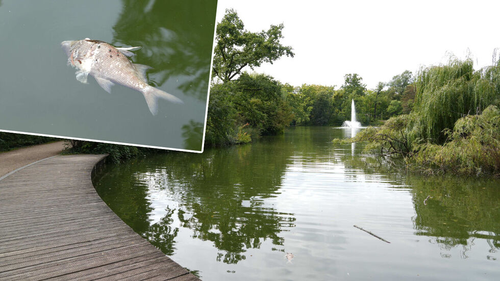 Mehr als 70 tote Fische wurden im Carolasee entdeckt.