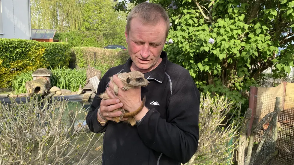 Der bekannte Tierpfleger Jörg Gräser vom Zoo Leipzig mit einem Erdmännchen hinter seinem Haus in Taucha.