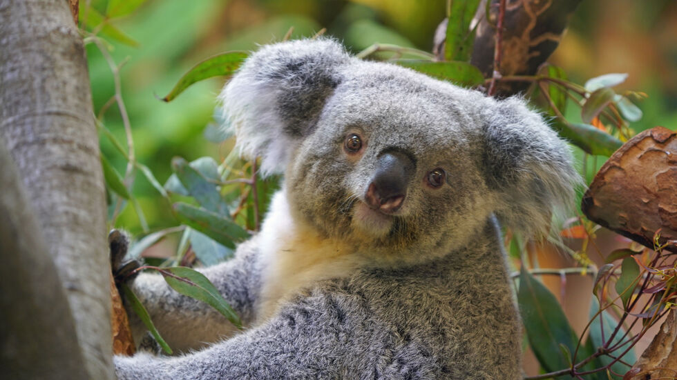 Koala-Weibchen Eerin hat zum zweiten Mal Nachwuchs bekommen