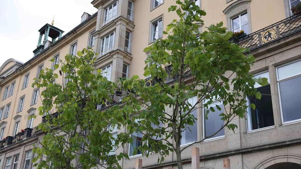 Die Baumkrone hat bereits einen Umfang von drei Metern.