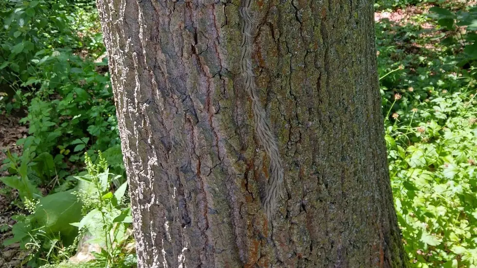 Das Schlösserland hatte vor einigen Wochen Raupen im Großen Garten entdeckt Das Schlösserland hatte vor einigen Wochen Raupen im Großen Garten entdeckt