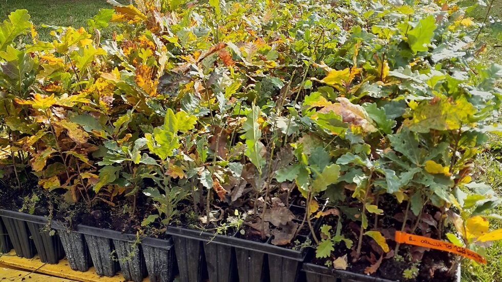 Junge Traubeneichen wurden im linkselbischen Forstrevier Ottomühle neu gepflanzt Junge Traubeneichen wurden im linkselbischen Forstrevier Ottomühle neu gepflanzt