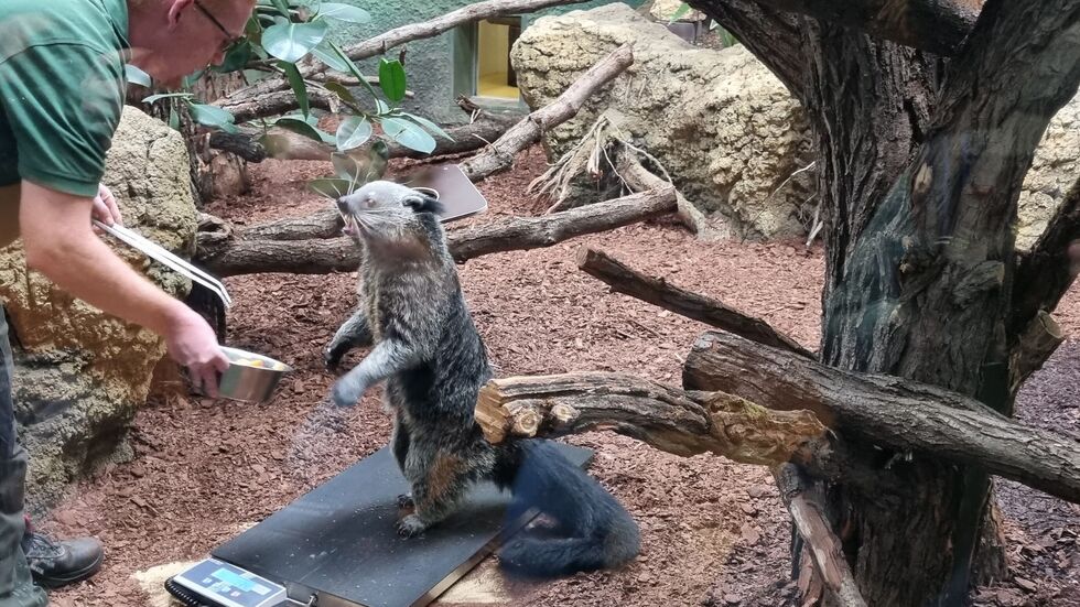 das Binturong-Weibchen Svantje wird gewogen das Binturong-Weibchen Svantje wird gewogen