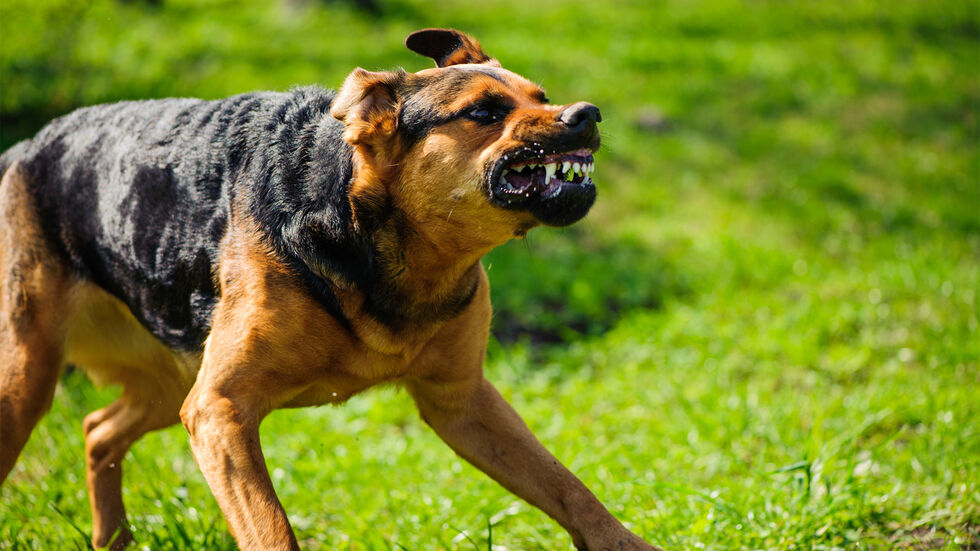 Aggressive Hunde haben zwei Frauen in Sebnitz mehrfach gebissen und dabei schwer verletzt. (Symbolbild)