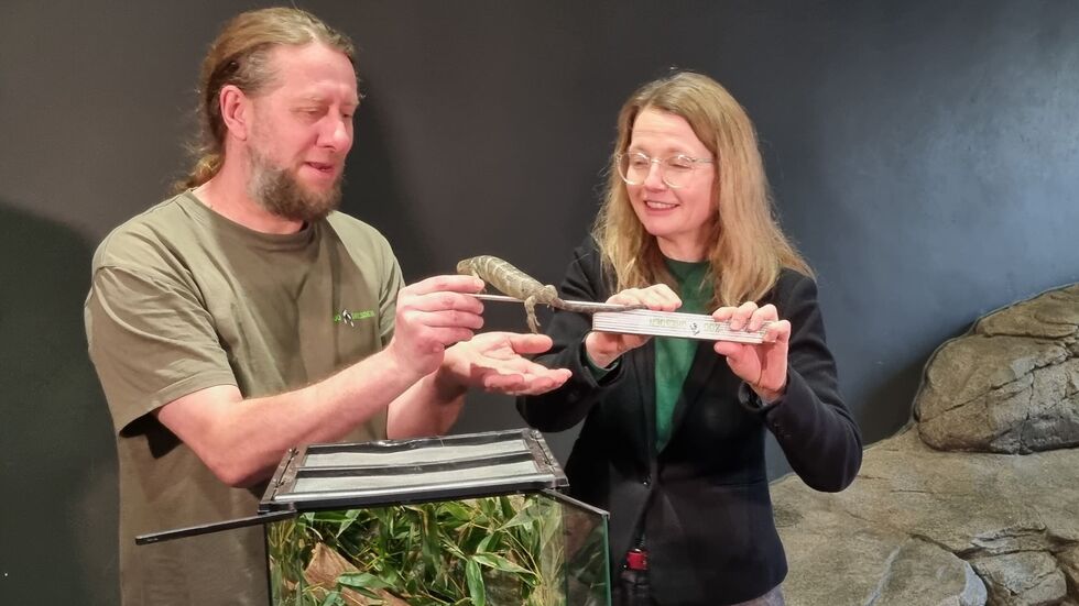 Kulturbürgermeisterin Annekatrin Kleppsch misst die kleine Echse aus Kulturbürgermeisterin Annekatrin Kleppsch misst die kleine Echse aus