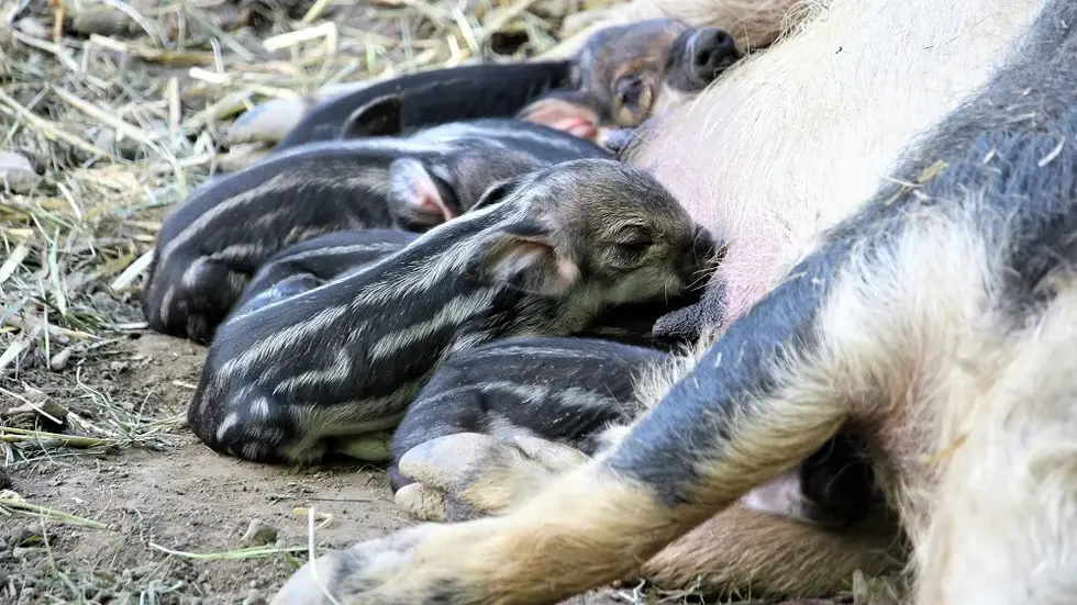 Zuckersüß sind die kleinen Wollschweinferkel... Zuckersüß sind die kleinen Wollschweinferkel...