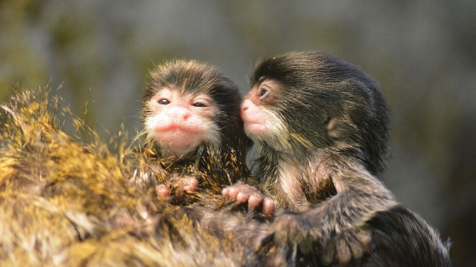 Die beiden Jungtiere sind die neuen Familienmitglieder.