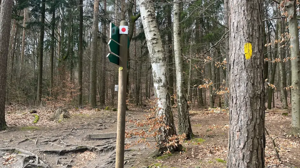 Gelbe Farbstriche an den Bäumen markieren den Forststeig