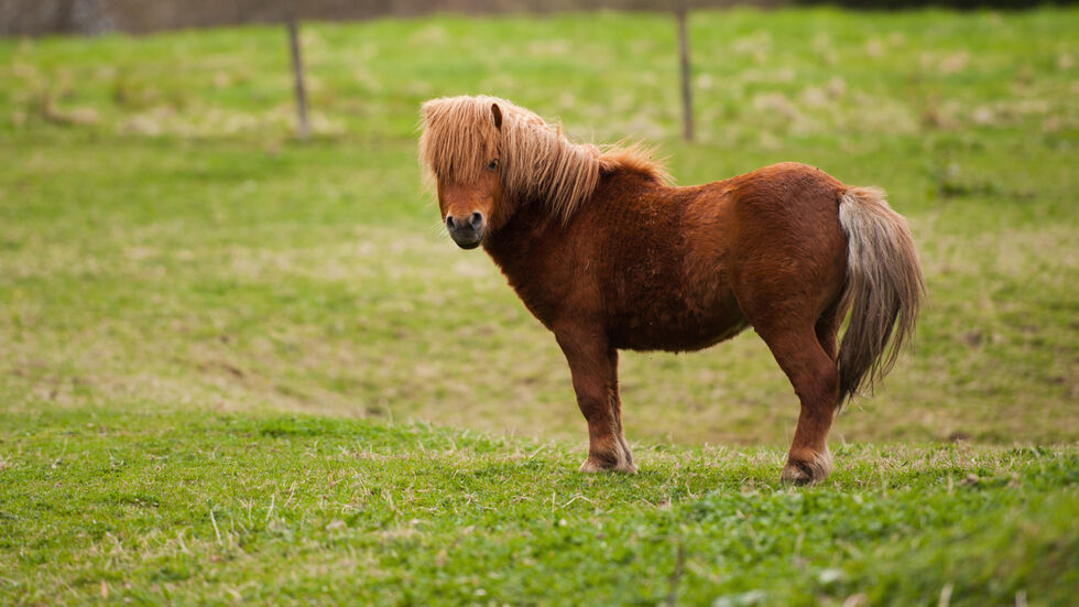 Mit Ponys haben es die Autobahnpolizisten eher selten zu tun. Symbolbild. 