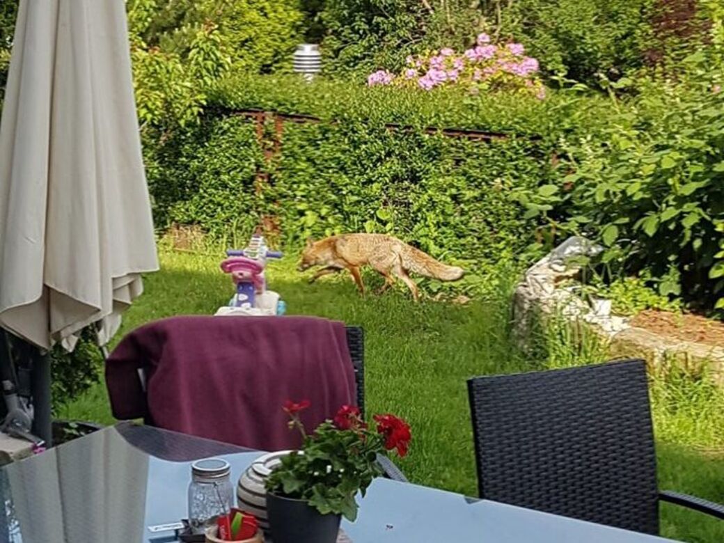 Auch in Gönnsdorf werden häufig Füchse gesichtet (Foto: Antje V.)