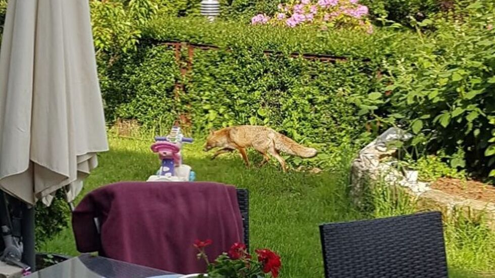 Fuchs in Gönnsdorf im Garten erwsicht (Foto: Antje V.)