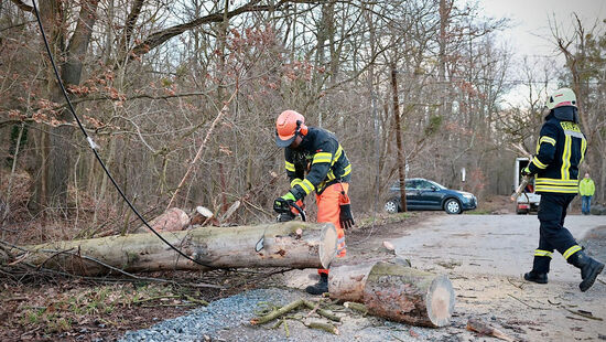 Die Kameraden der Hauptwache zerkleinerten mit einer Motorsäge den Baum.