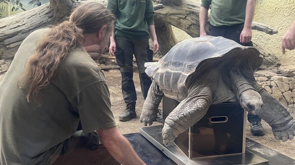Besonders schwer hatten es die Tierpfleger bei den drei Riesenschildkröten Hugo zwei, drei und vier: Sie bringen zwischen 120 und 220 Kilo auf die Waage