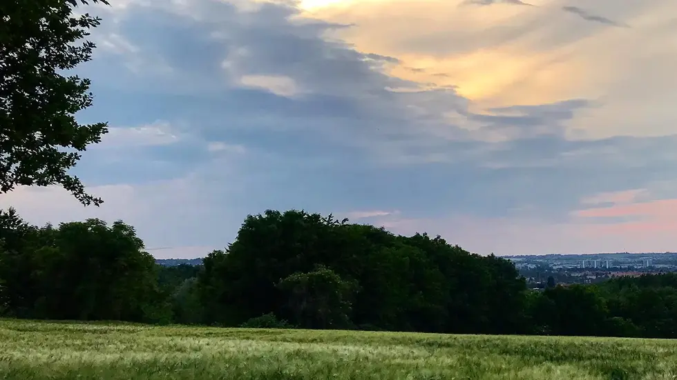 Zwischen Nöthnitzer Straße und der Südhöhe soll ein großer Park enstehen. Foto: Rocco Reichel Zwischen Nöthnitzer Straße und der Südhöhe soll ein großer Park enstehen. Foto: Rocco Reichel