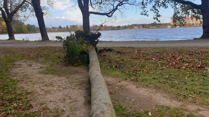 Ein umgestürzter Baum in Moritzburg.