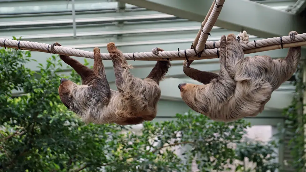 Zwei Faultiere im Dresdner Zoo. Von einem der Tiere muss sich der Zoo nun verabschieden.