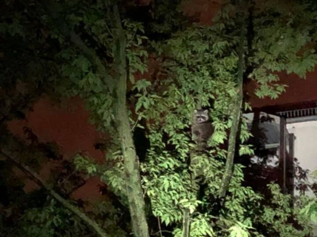 Ein Waschbär in der Nähe des Bahnhof Mitte (Foto: Alex E.)