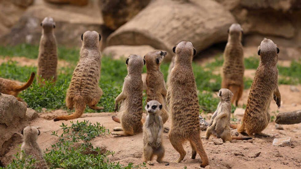 Auch die Erdmännchen im Dresdner Zoo können sich an Weihnachten über kleine Überraschungen freuen.