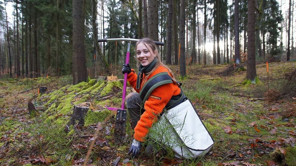 Forstwirt-Azubi Linell Dunsch pflanzte junge Erlen an einer Bachaue im Forstrevier Lohmen. Forstwirt-Azubi Linell Dunsch pflanzte junge Erlen an einer Bachaue im Forstrevier Lohmen.