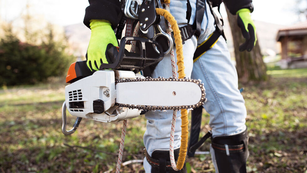 Die Stadt Dresden muss Bäume fällen - aus Gründen der Verkehrssicherheit. (Symbolbild) Die Stadt Dresden muss Bäume fällen - aus Gründen der Verkehrssicherheit. (Symbolbild)