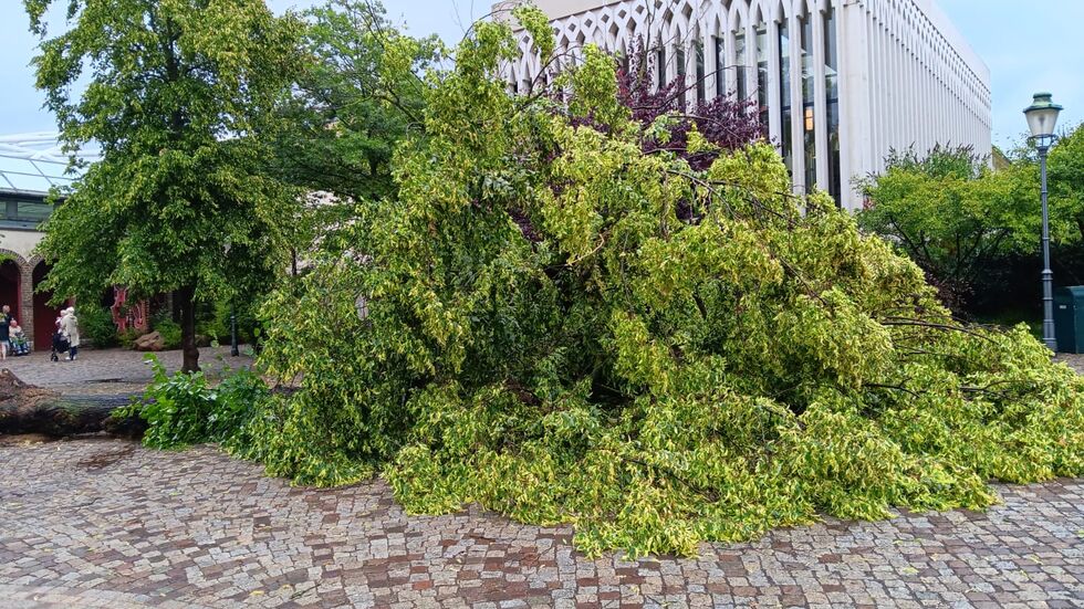 Im Zoo Leipzig stürzte bei dem Unwetter diese riesige Linde um - Verletzte gab es zum Glück keine. Im Zoo Leipzig stürzte bei dem Unwetter diese riesige Linde um - Verletzte gab es zum Glück keine.