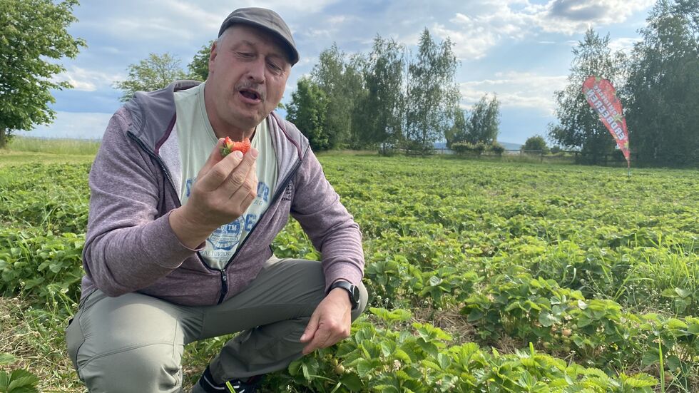Heiko Hübler, Chef der Obstgut Genossenschaft Seelitz in Mittelsachsen, probiert eine Erdbeere auf einem seiner drei Felder bei Rochlitz ...