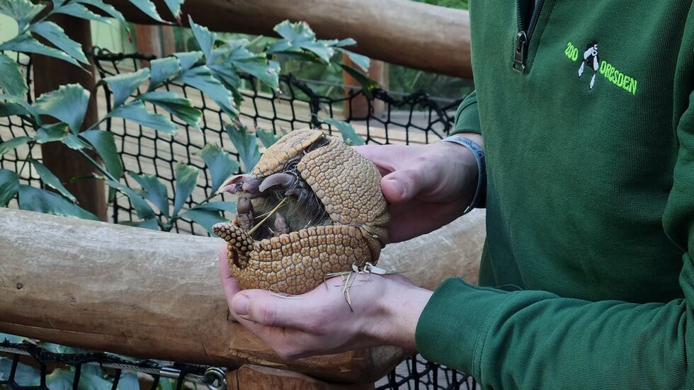 Mit riesigen Krallen und einem Knochenpanzer sind die Gürteltiere perfekt an ihren Lebensraum in Südamerika angepasst