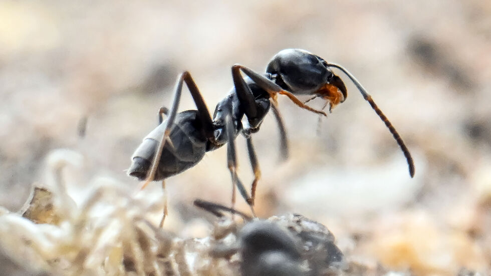 Die eingeschleppte Tapinoma-Ameise kann Strom- und Internetausfälle verursachen