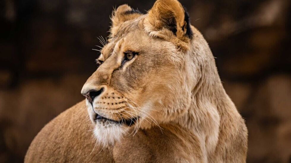 Der Zoo Dresden hat einen Löwen weniger: Im Alter von 13 Jahren musste das Weibchen Abaja eingeschläfert werden. Der Zoo Dresden hat einen Löwen weniger: Im Alter von 13 Jahren musste das Weibchen Abaja eingeschläfert werden.